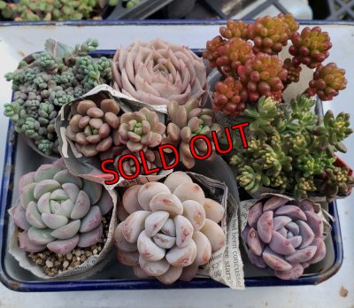 画像1: 寄せ植えセット-B（26-4）