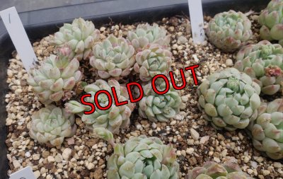 画像12: ラノリンボール/抜き苗（26-4）