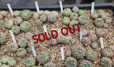 画像5: ラノリンボール/抜き苗（26-4）