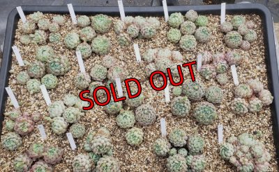 画像1: ラノリンボール/抜き苗（26-4）