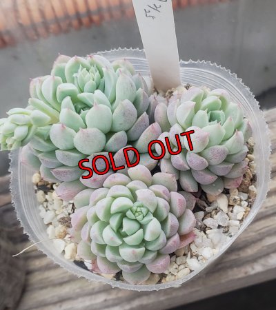 植え付けて根が出てくるとこんな風に綺麗になります。