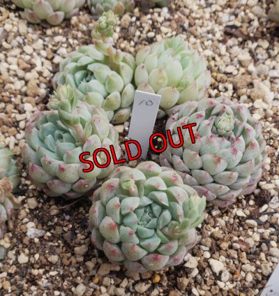 画像11: ラノリンボール/抜き苗（26-4）