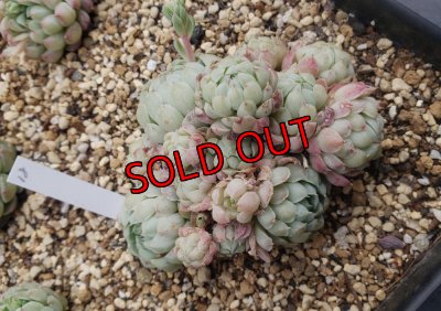 画像10: ラノリンボール/抜き苗（26-4）