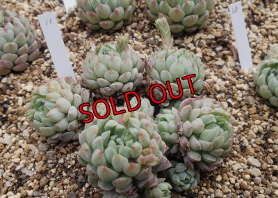 画像9: ラノリンボール/抜き苗（26-4）