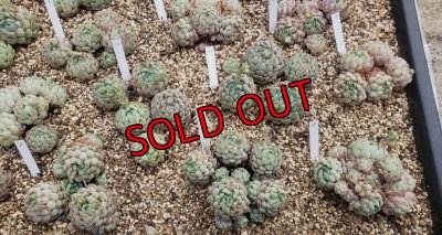 画像8: ラノリンボール/抜き苗（26-4）