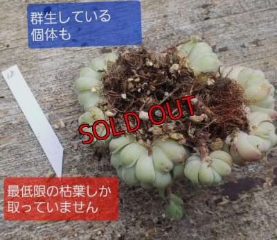 画像4: ラノリンボール/抜き苗（26-4）