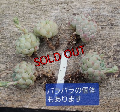 画像3: ラノリンボール/抜き苗（26-4）