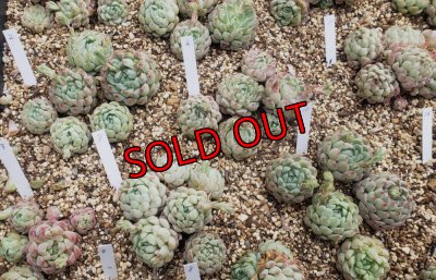 画像7: ラノリンボール/抜き苗（26-4）