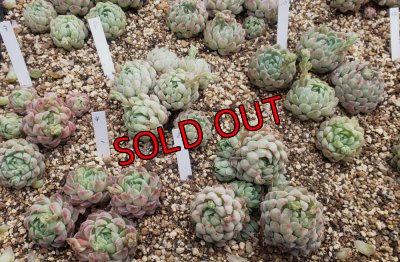 画像6: ラノリンボール/抜き苗（26-4）