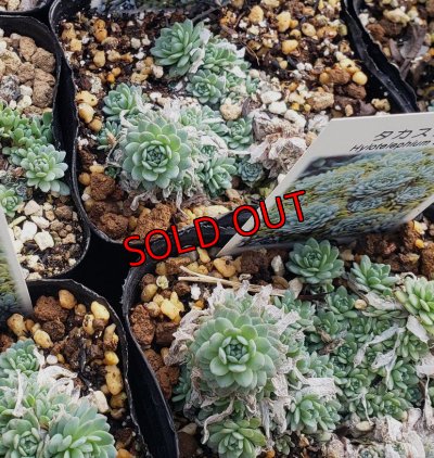 画像1: タカスソウ/ミセバヤ　（26-3）