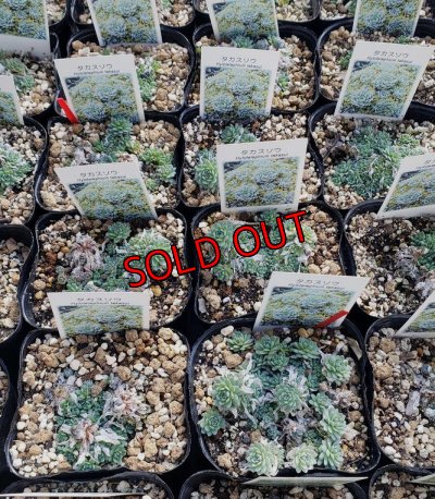 画像2: タカスソウ/ミセバヤ　（26-3）