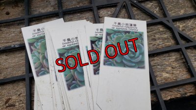 画像3: 千鳥小岩蓮華オロスタキス　（26-4）