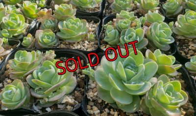 画像1: 千鳥小岩蓮華オロスタキス　（26-4）