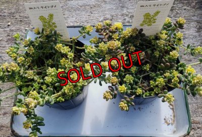 画像3: 斑入りタイトゴメ/セダム　（26-3）