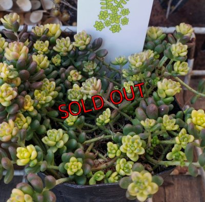 画像4: 斑入りタイトゴメ/セダム　（26-3）