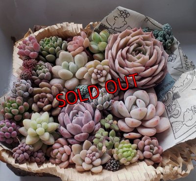 画像1: 寄せ植えセット-雫A（26-4）