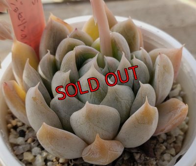 画像3: simulans,Laguna Sanchez ×ジョセリンのバラ/トット実生苗　2寸（26-4）