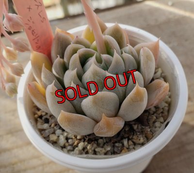 画像1: simulans,Laguna Sanchez ×ジョセリンのバラ/トット実生苗　2寸（26-4）