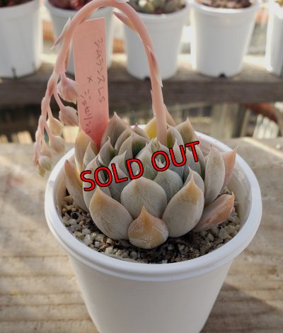 画像2: simulans,Laguna Sanchez ×ジョセリンのバラ/トット実生苗　2寸（26-4）