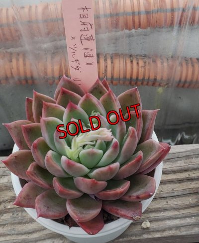 画像1: 相府蓮（連）×ツルギダ（ケーレス）/トット実生苗　2.5寸（26-4）