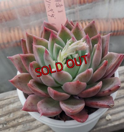 画像2: 相府蓮（連）×ツルギダ（ケーレス）/トット実生苗　2.5寸（26-4）