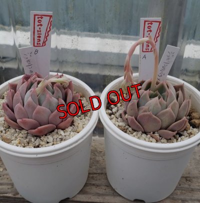 画像1: ジョセリンのバラ×中里リンゼアナ/トット実生苗　2寸（26-4）