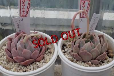 画像5: ジョセリンのバラ×中里リンゼアナ/トット実生苗　2寸（26-4）