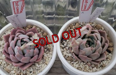 画像2: ジョセリンのバラ×中里リンゼアナ/トット実生苗　2寸（26-4）