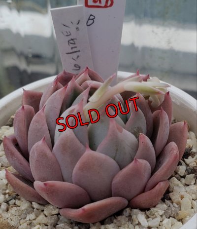 画像3: ジョセリンのバラ×中里リンゼアナ/トット実生苗　2寸（26-4）