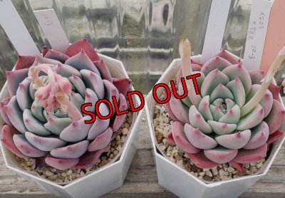 画像2: chihuahuaensis Yecora×colorata Atemajac/トット実生苗　2寸（26-4）