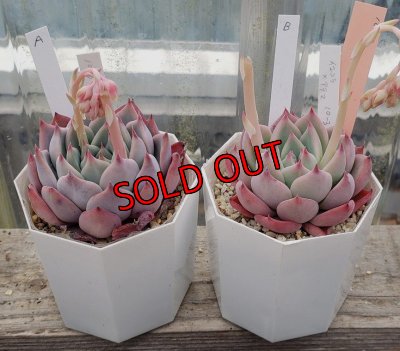 画像1: chihuahuaensis Yecora×colorata Atemajac/トット実生苗　2寸（26-4）