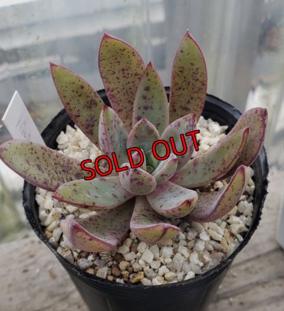 画像1: バルシー×longissima/トット実生苗　2寸（26-4）