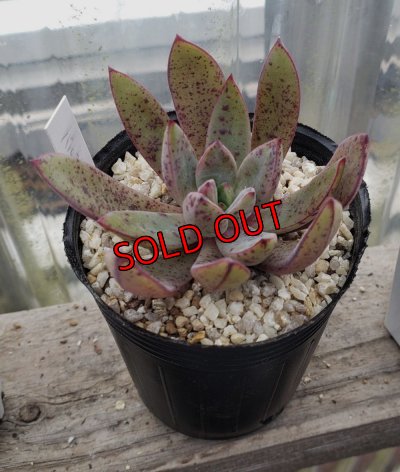 画像2: バルシー×longissima/トット実生苗　2寸（26-4）