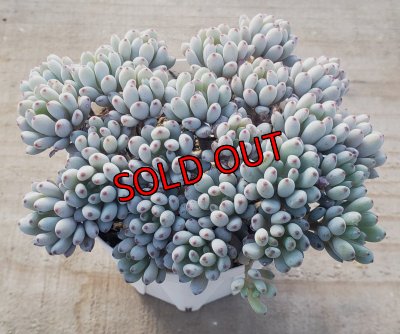 画像2: ブルービーン　2寸（26-4）