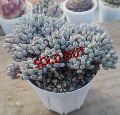 画像3: ブルービーン　2寸（26-4）