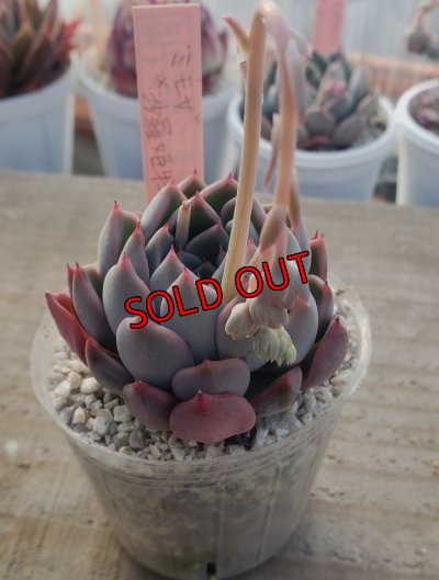 画像2: ミモザ×沙羅姫牡丹/トット実生苗　2寸（26-4）