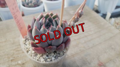 画像3: ミモザ×沙羅姫牡丹/トット実生苗　2寸（26-4）