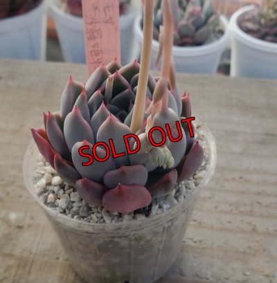 画像1: ミモザ×沙羅姫牡丹/トット実生苗　2寸（26-4）