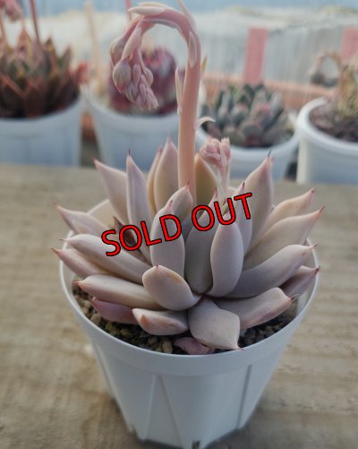 画像1:  cuspidata San Roberto/実生苗　2寸（26-4）