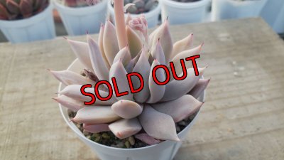 画像2:  cuspidata San Roberto/実生苗　2寸（26-4）