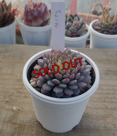 画像1: ちょこん　クローン　2寸（26-4）