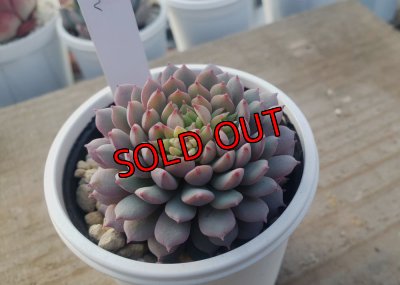 画像2: ちょこん　クローン　2寸（26-4）