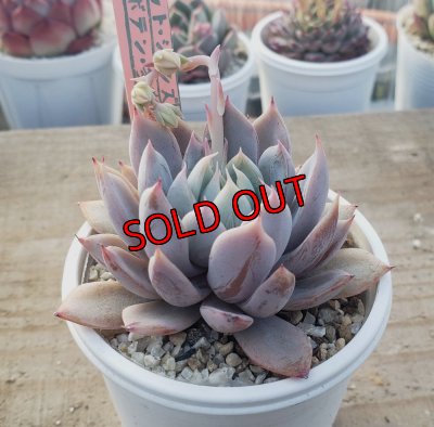 画像1: ジョセリンのバラ×ザラゴーザSPノバ/トット実生苗　2寸（26-4）