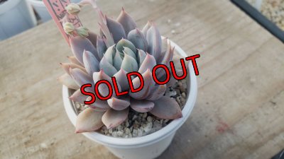 画像3: ジョセリンのバラ×ザラゴーザSPノバ/トット実生苗　2寸（26-4）