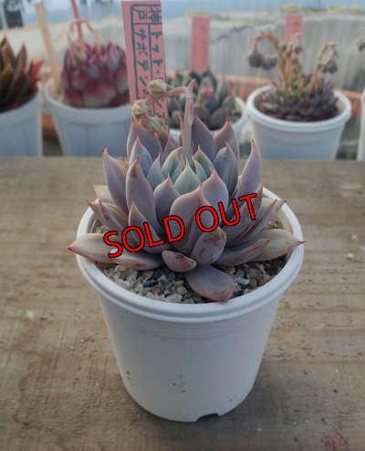 画像2: ジョセリンのバラ×ザラゴーザSPノバ/トット実生苗　2寸（26-4）