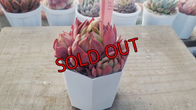 画像3: 相府蓮（連）×ザラゴーザspノバ/トット実生苗　2寸（26-4）