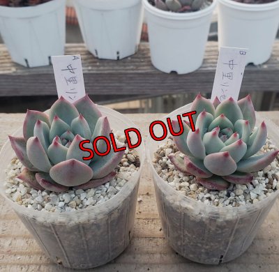 画像2: 中里リンゼアナ　クローン　2寸（26-4）