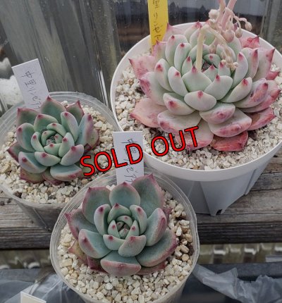 画像1: 中里リンゼアナ　クローン　2寸（26-4）