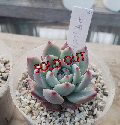 画像3: 中里リンゼアナ　クローン　2寸（26-4）