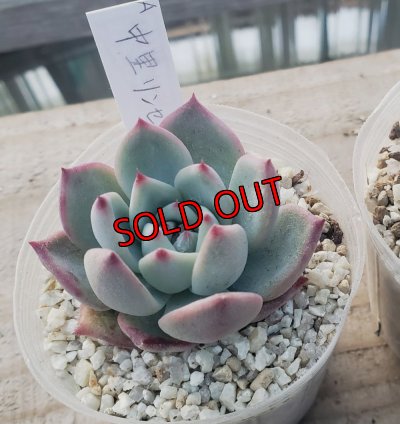 画像4: 中里リンゼアナ　クローン　2寸（26-4）